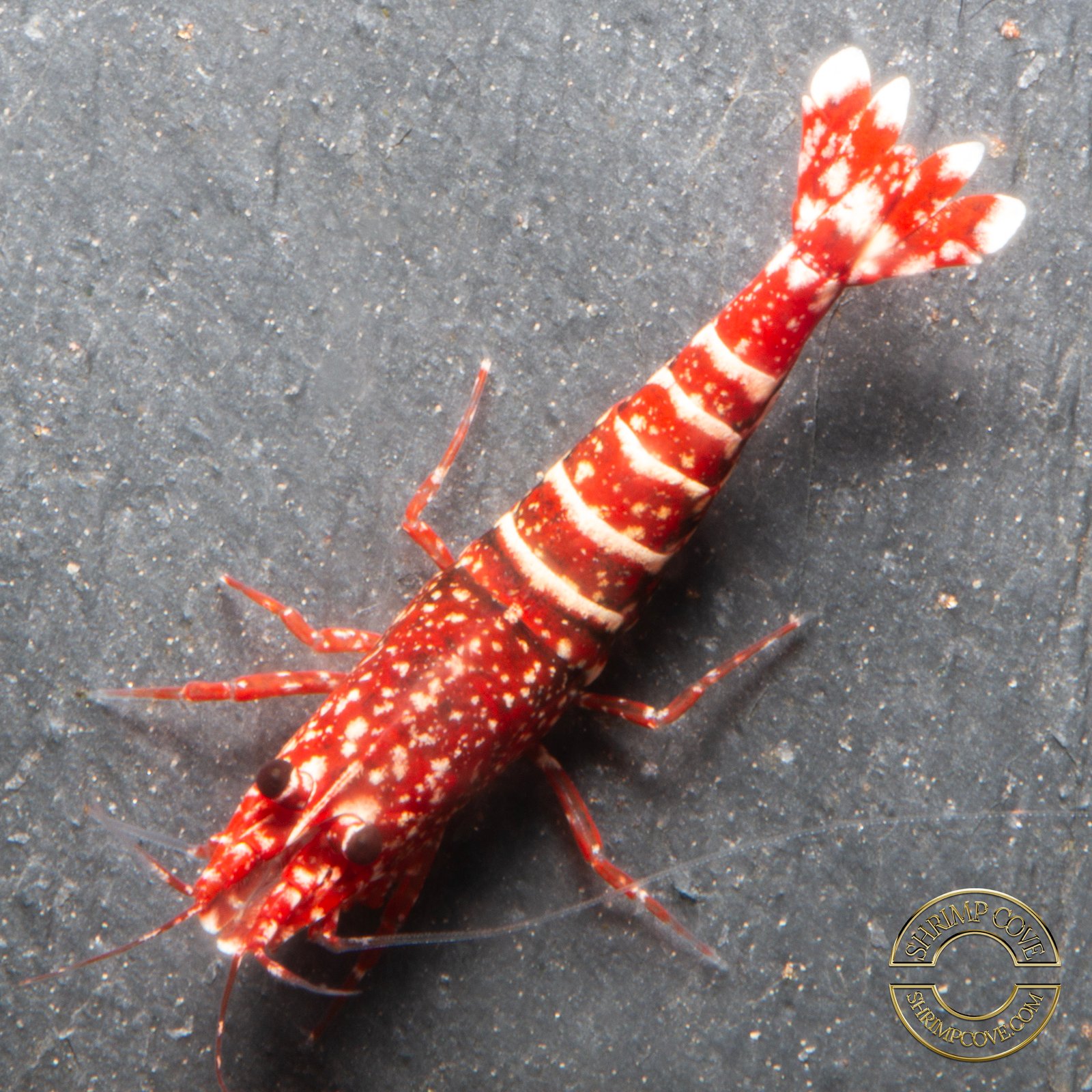 Red Snow Tiger premium Caridina Shrimp HWA Genetics buy now at